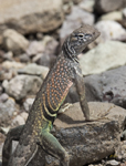 Chihuahuan Greater Earless Lizard 5031